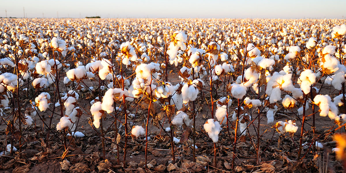 cotton field